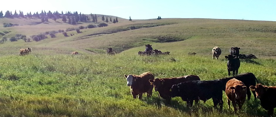 Alberta Grazing Leaseholders Association | AGLA