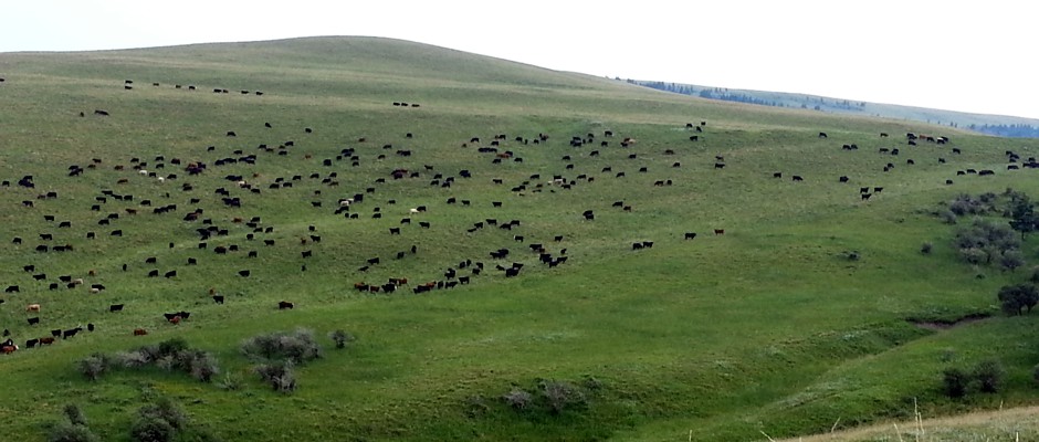 Alberta Grazing Leaseholders Association | AGLA